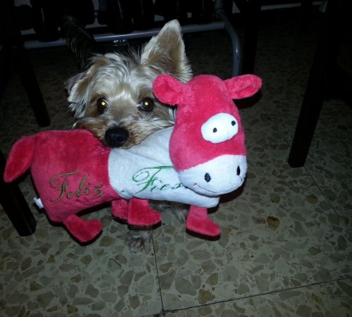 Duke nos felicita las fiestas con su peluche favorito.