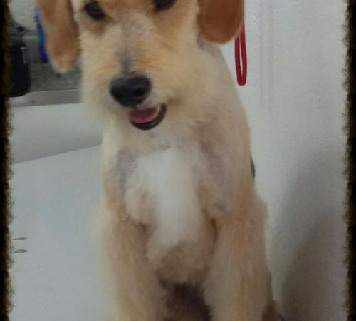 Kimbo tras su corte de raza en nuestra peluquería canina