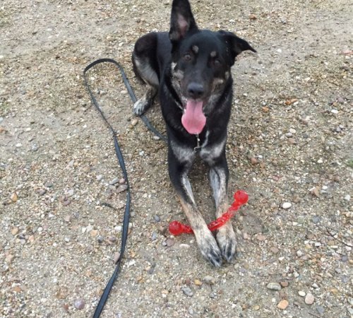 Nala, una perrita feliz después de superar sus miedos