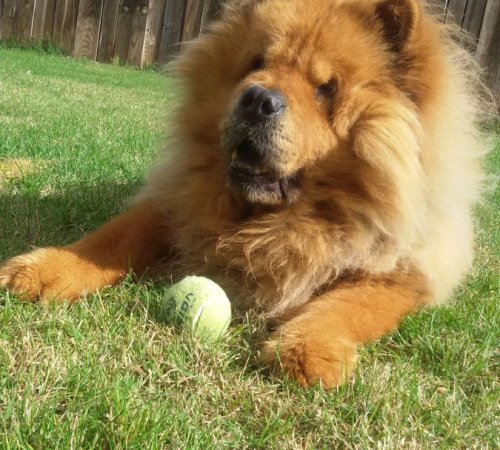 Niko, nuestro chow chow abuelito en residencia permanente. Ya es un miembro más de la familia Malilupus.