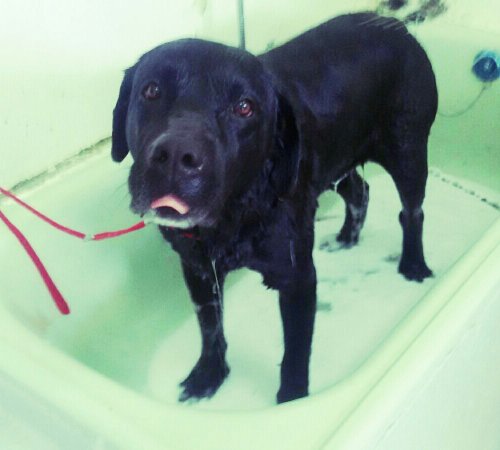 Rocco dándose un baño en nuestra peluquería canina