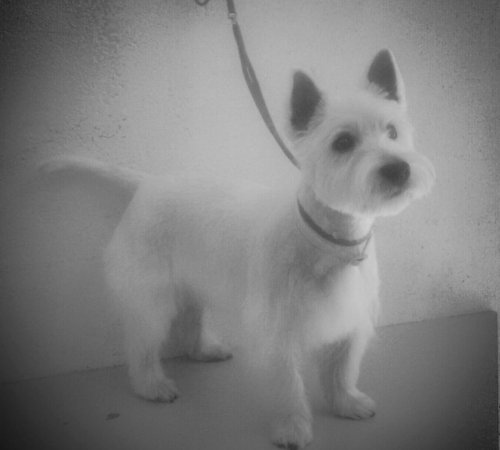 Taiko y su corte de raza en nuestra peluquería canina