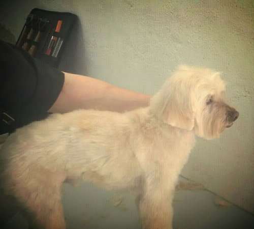 Verdell, corte cachorro en nuestra peluquería canina