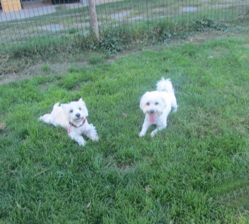 Rocky y Pulgui, inseparables